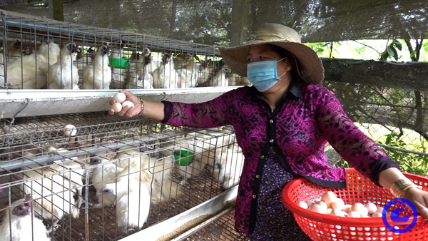 Cám cảnh nuôi gà ác ở Tiền Giang, nhặt trứng mỏi tay, ngoảnh đi quay lại lỗ vẫn hoàn lỗ - Ảnh 1.