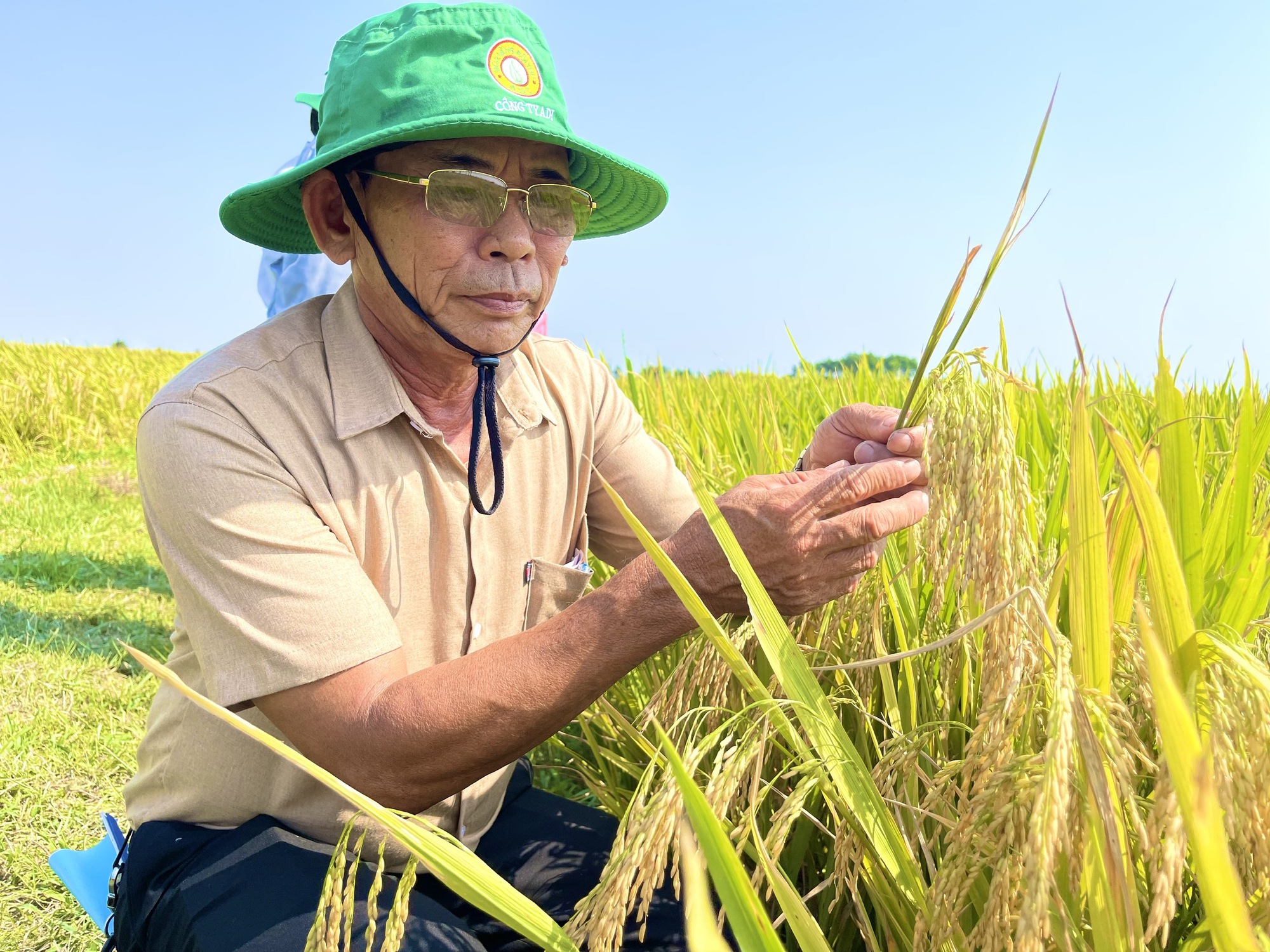 Quảng Trị: Giống lúa ADI28 sử dụng phân bón hữu cơ sông Gianh cho mùa vụ bội thu - Ảnh 2.