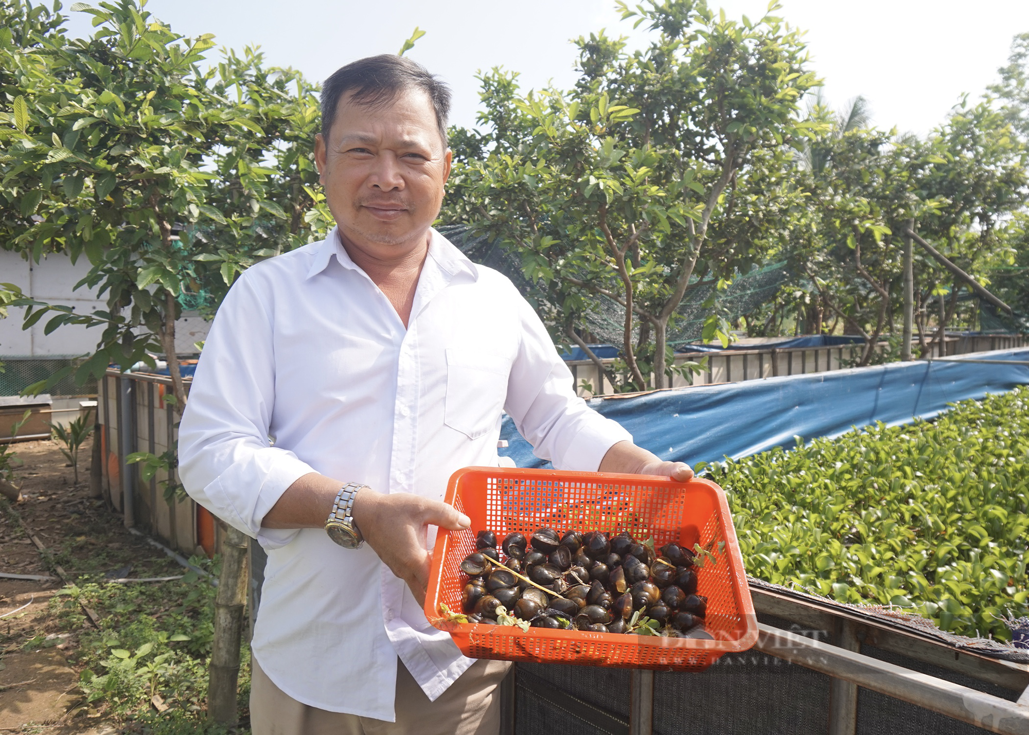 Nuôi con đặc sản đen xì mà siêu đẻ trứng, một nông dân ở Quảng Nam thu lãi hàng trăm triệu đồng mỗi năm - Ảnh 1.