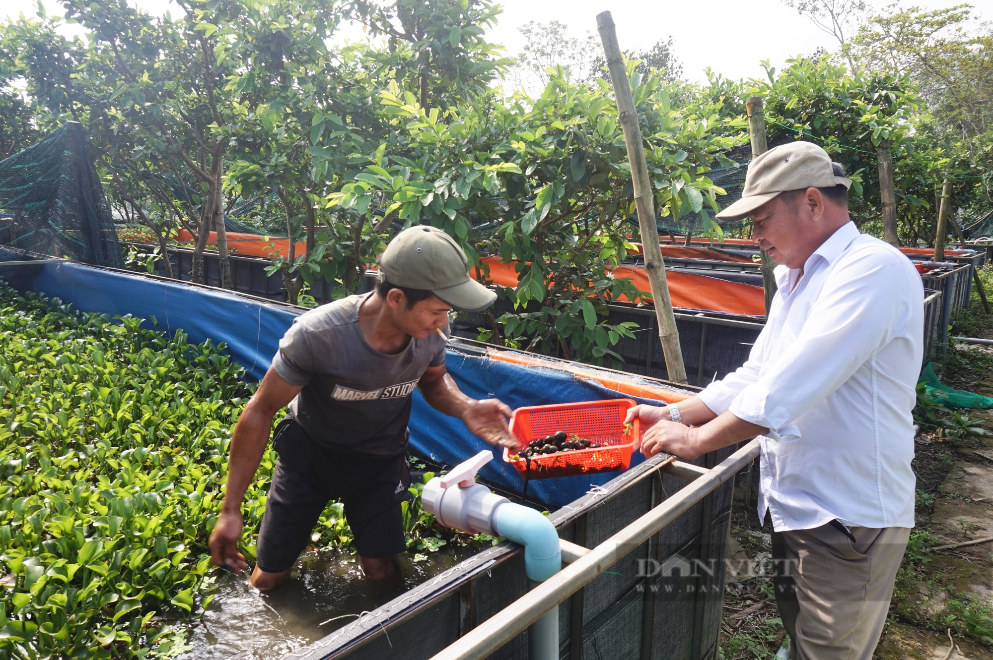 Nuôi con đặc sản đen xì mà siêu đẻ trứng, một nông dân ở Quảng Nam thu lãi hàng trăm triệu đồng mỗi năm - Ảnh 7.