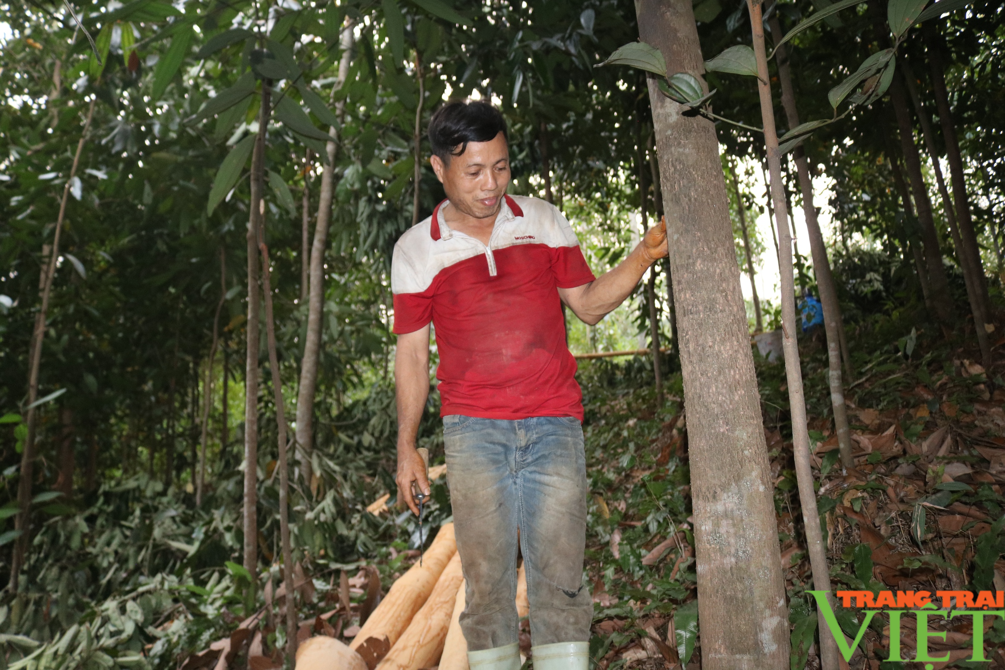 Một nông dân Lào Cai sở hữu 20 ha quế - Ảnh 4.