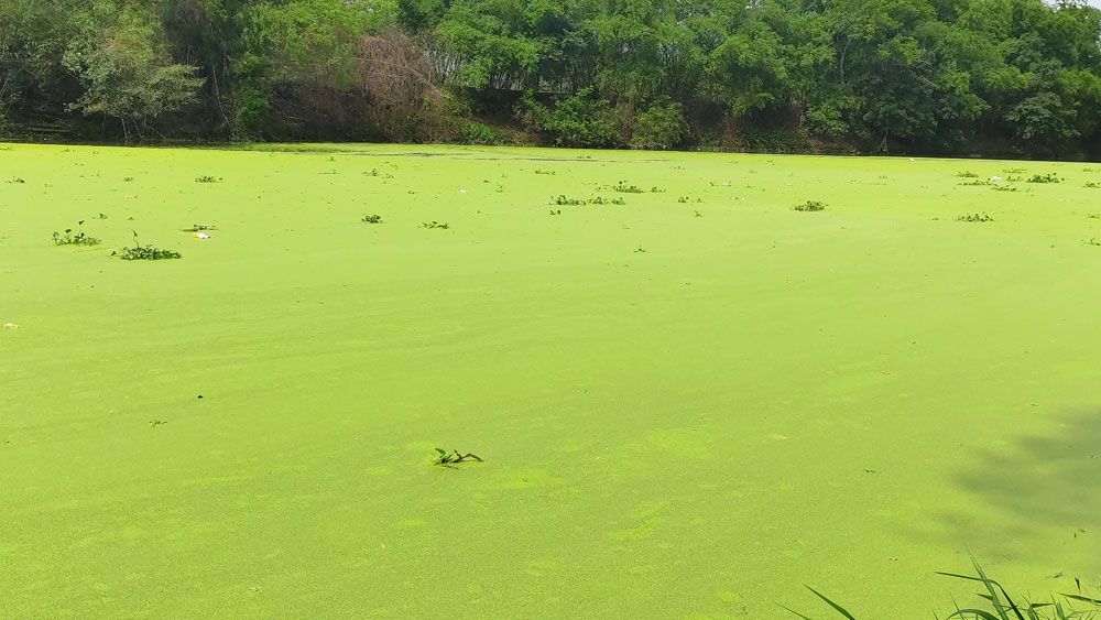 Một loài thủy sinh phủ xanh sông Thương, tưởng thơ mộng nhưng ngành nông nghiệp Bắc Giang lo lắng - Ảnh 1.