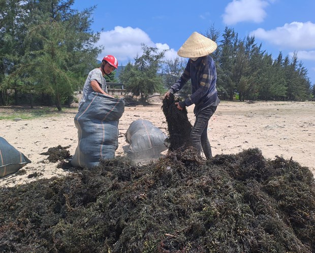 Thứ &quot;rau xanh&quot; mọc ở biển Quảng Bình giàu i ốt, giúp tăng hấp thụ sắt, tới mùa hái, thương lái mua hết - Ảnh 5.