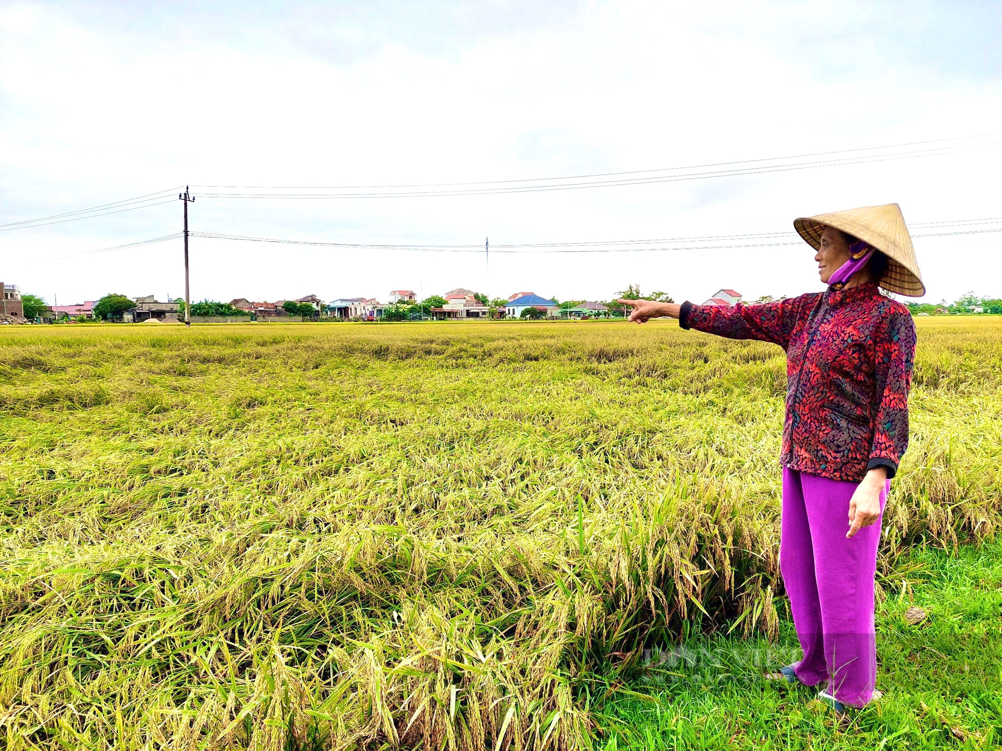 Quảng Bình: Giông lốc khiến hàng nghìn ha lúa gần thu hoạch ngã rạp chìm trong nước - Ảnh 1.