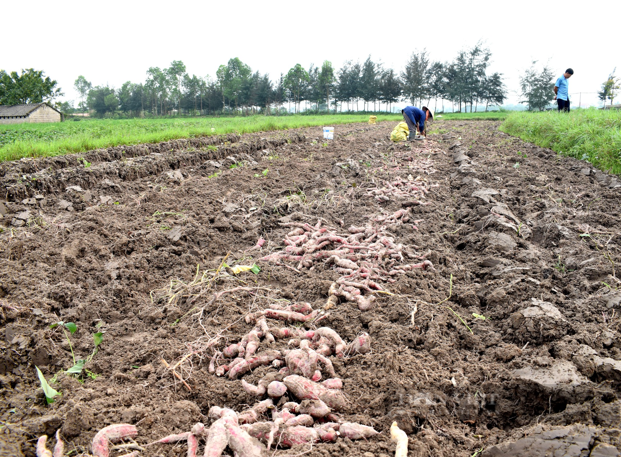 Nông dân Đồng Rui làm giàu được trên ruộng ngập mặn - Ảnh 2.