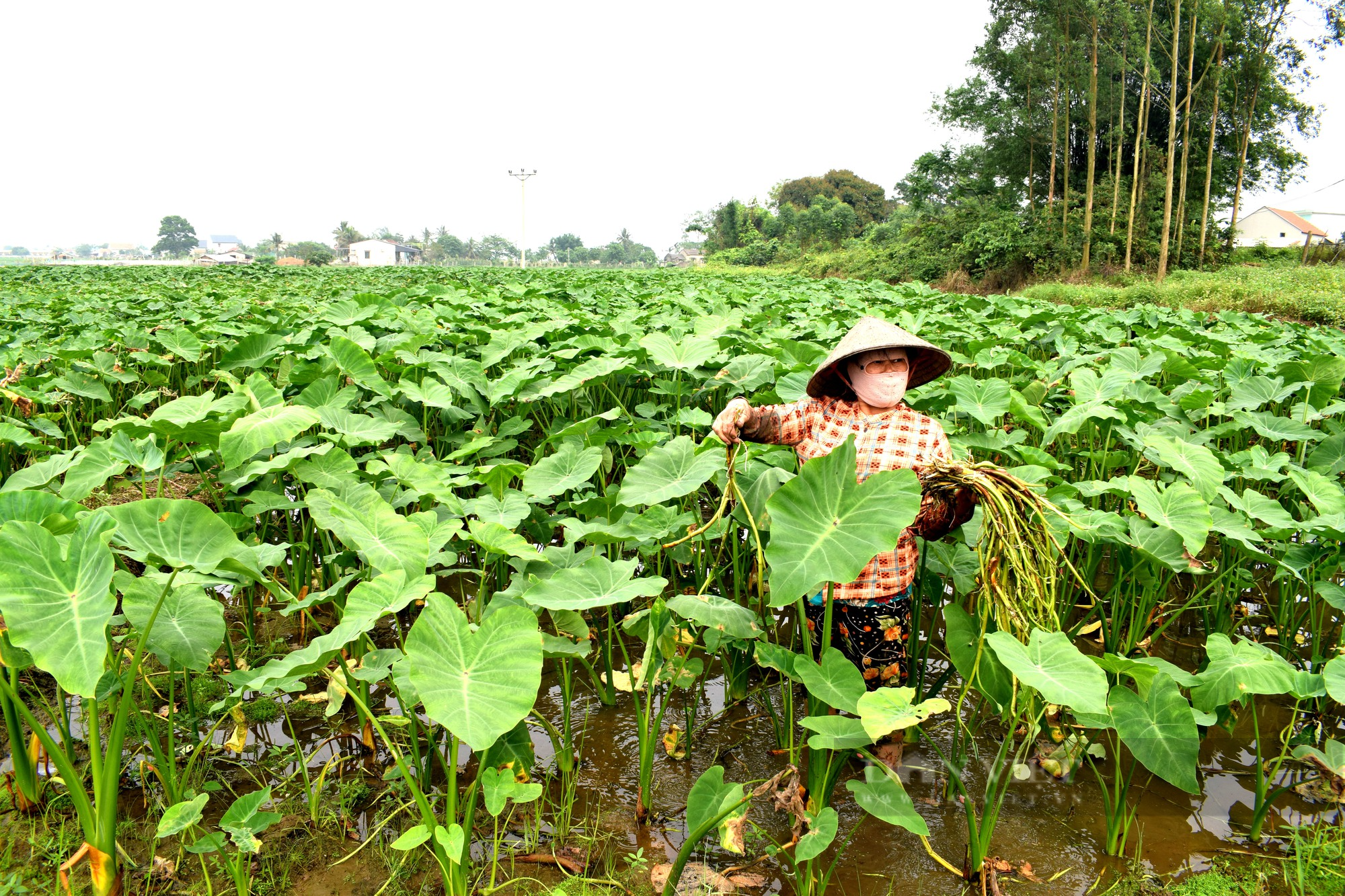 Nông dân Đồng Rui làm giàu được trên ruộng ngập mặn - Ảnh 1.