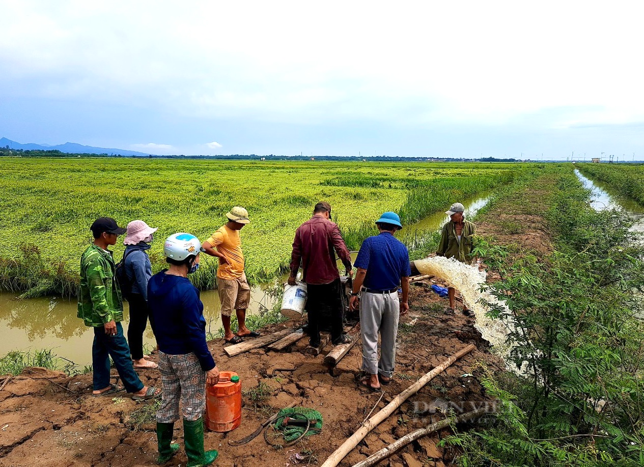 Quảng Bình: Giông lốc khiến hàng nghìn ha lúa gần thu hoạch ngã rạp chìm trong nước - Ảnh 3.