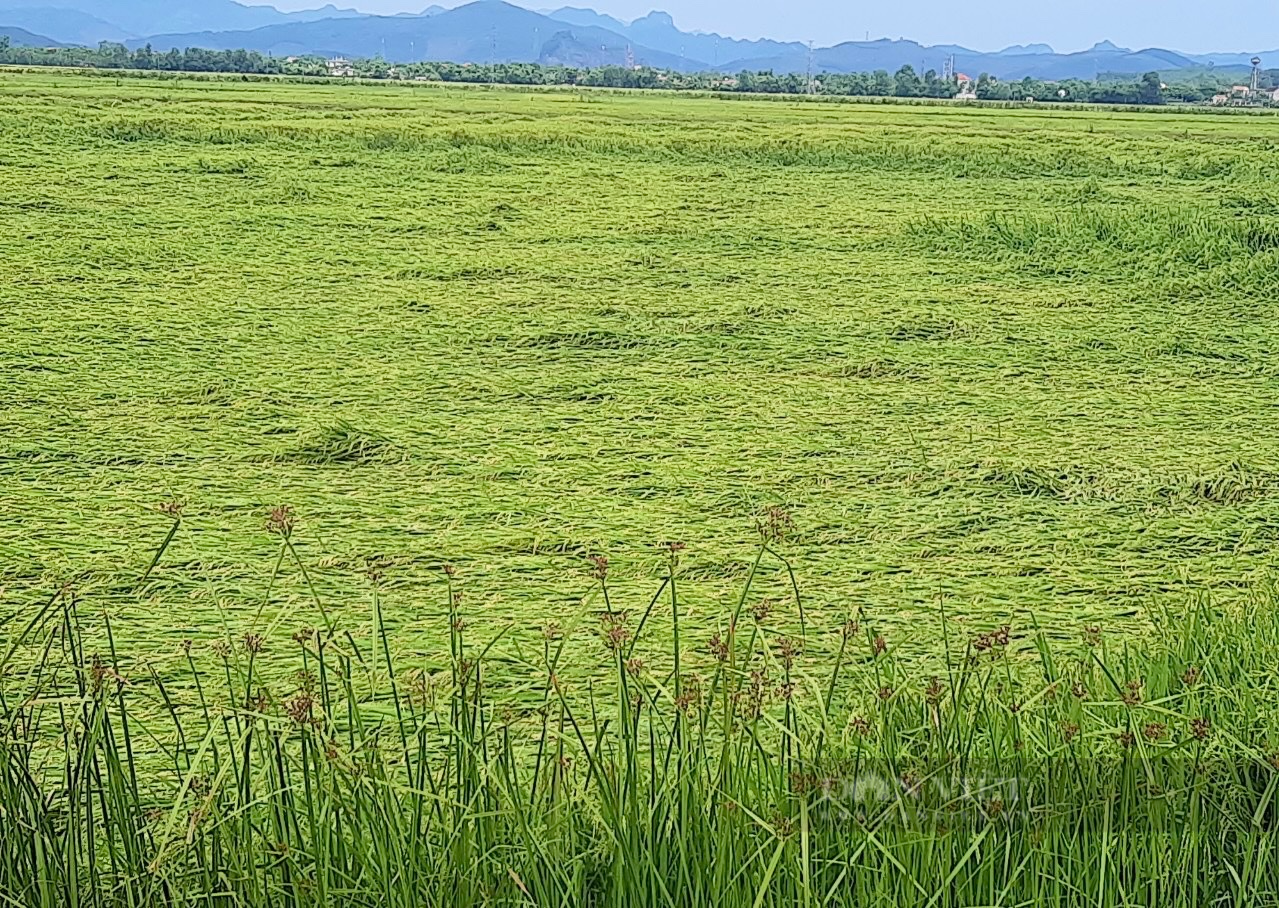 Quảng Bình: Giông lốc khiến hàng nghìn ha lúa gần thu hoạch ngã rạp chìm trong nước - Ảnh 4.