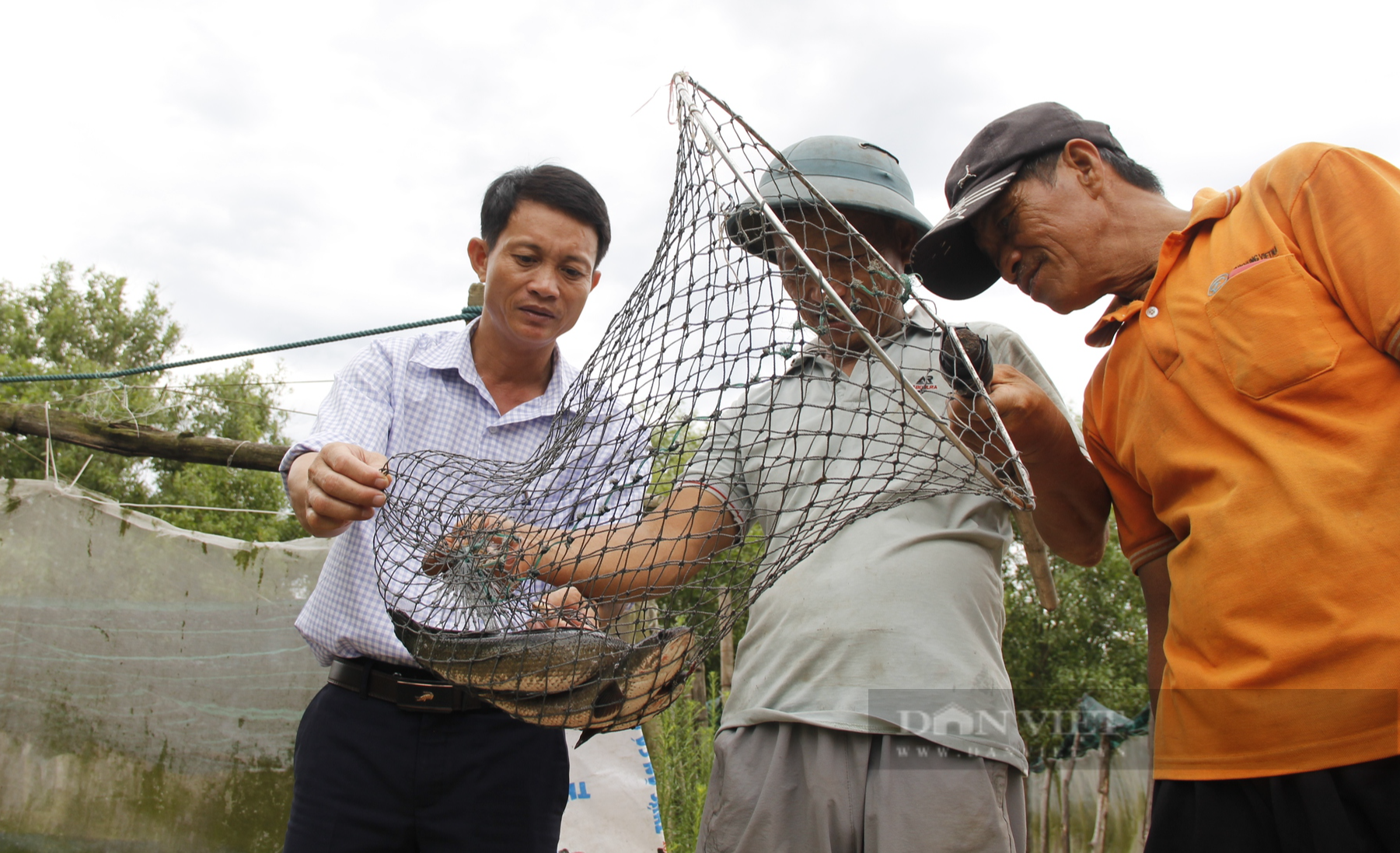 Những hộ dân nuôi cá lóc ở thôn Đông Luật đã mở ra hướng đi mới trong phát triển kinh tế địa phương. Ảnh: Ngọc Vũ.
