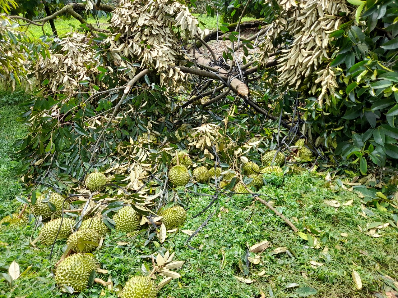 Bình Thuận: Mưa lớn, kèm giông lốc khiến sầu riêng bị rụng trái thiệt hại ước hơn 60 tỷ đồng - Ảnh 3.