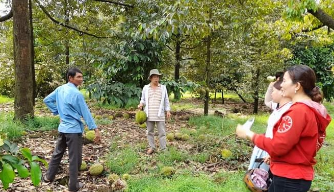 Bình Thuận: Mưa lớn, kèm giông lốc khiến sầu riêng bị rụng trái thiệt hại ước hơn 60 tỷ đồng - Ảnh 1.