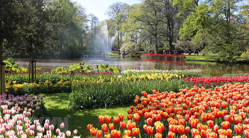 Vườn hoa tuylip nổi tiếng nhất thế giới tại Hà Lan đẹp cỡ nào? 1-16836243304351823996390