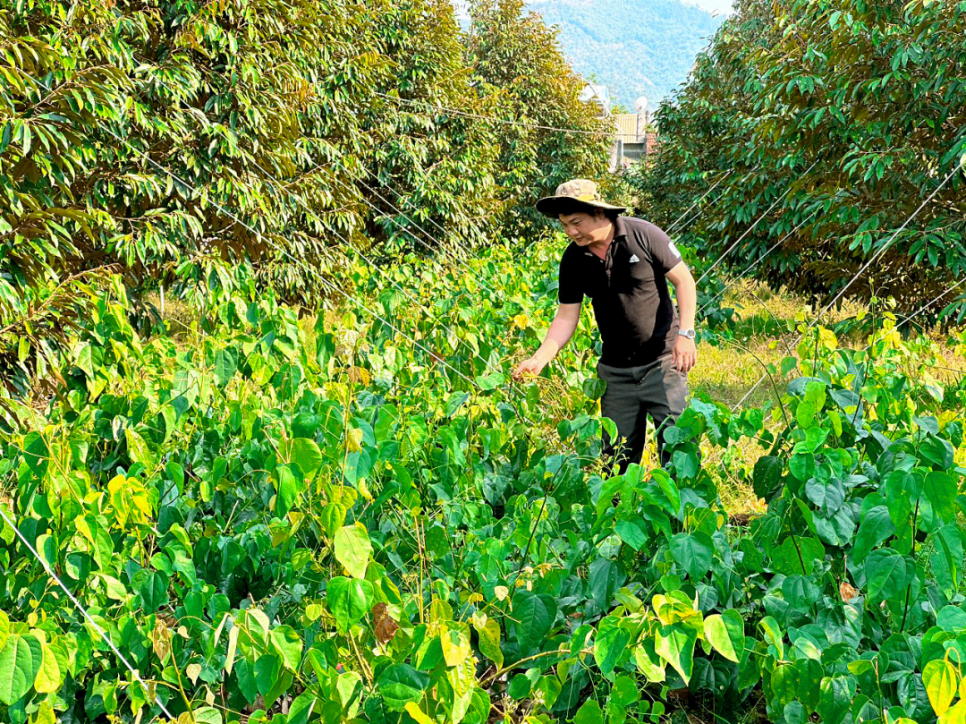 Mang thứ rau rừng Cao Bằng vào trồng xen sầu riêng, ai ngờ nông dân Đắk Lắk hái là bán hết sạch - Ảnh 1.