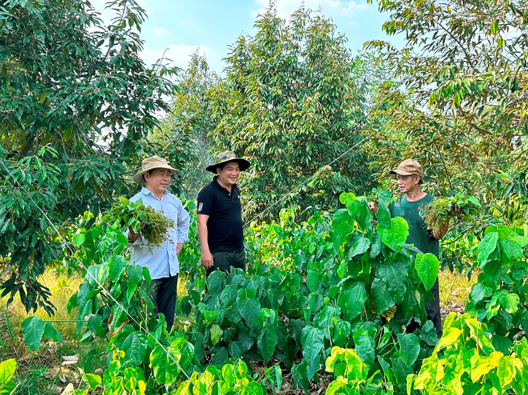 Mang thứ rau rừng Cao Bằng vào trồng xen sầu riêng, ai ngờ nông dân Đắk Lắk hái là bán hết sạch - Ảnh 2.