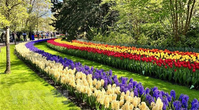 Vườn hoa tuylip nổi tiếng nhất thế giới tại Hà Lan đẹp cỡ nào? 2-16836243304591164628792