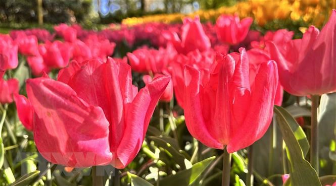 Vườn hoa tuylip nổi tiếng nhất thế giới tại Hà Lan đẹp cỡ nào? - Ảnh 3.
