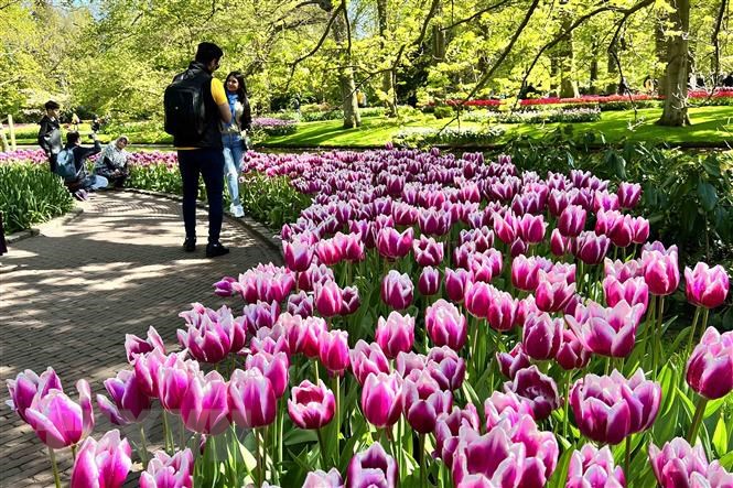 Vườn hoa tuylip nổi tiếng nhất thế giới tại Hà Lan đẹp cỡ nào? 5-16836243304871007824951