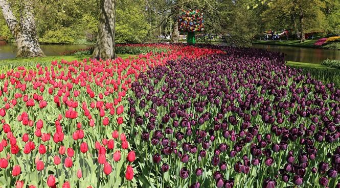 Vườn hoa tuylip nổi tiếng nhất thế giới tại Hà Lan đẹp cỡ nào? - Ảnh 6.