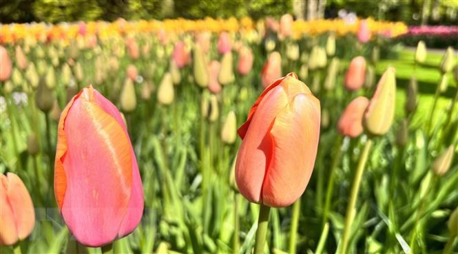 Vườn hoa tuylip nổi tiếng nhất thế giới tại Hà Lan đẹp cỡ nào? - Ảnh 7.