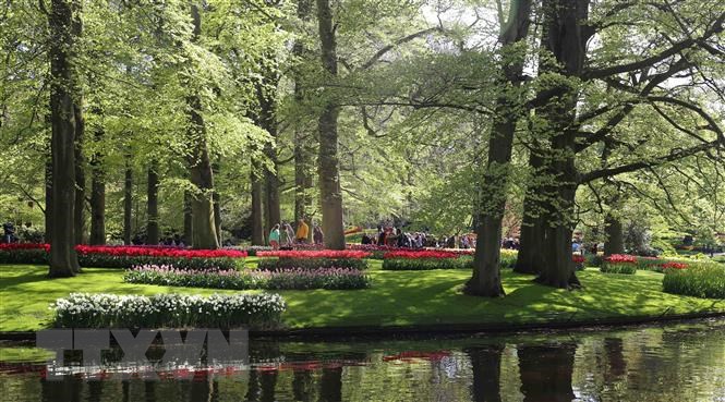 Vườn hoa tuylip nổi tiếng nhất thế giới tại Hà Lan đẹp cỡ nào? 8-1683624330543687219777