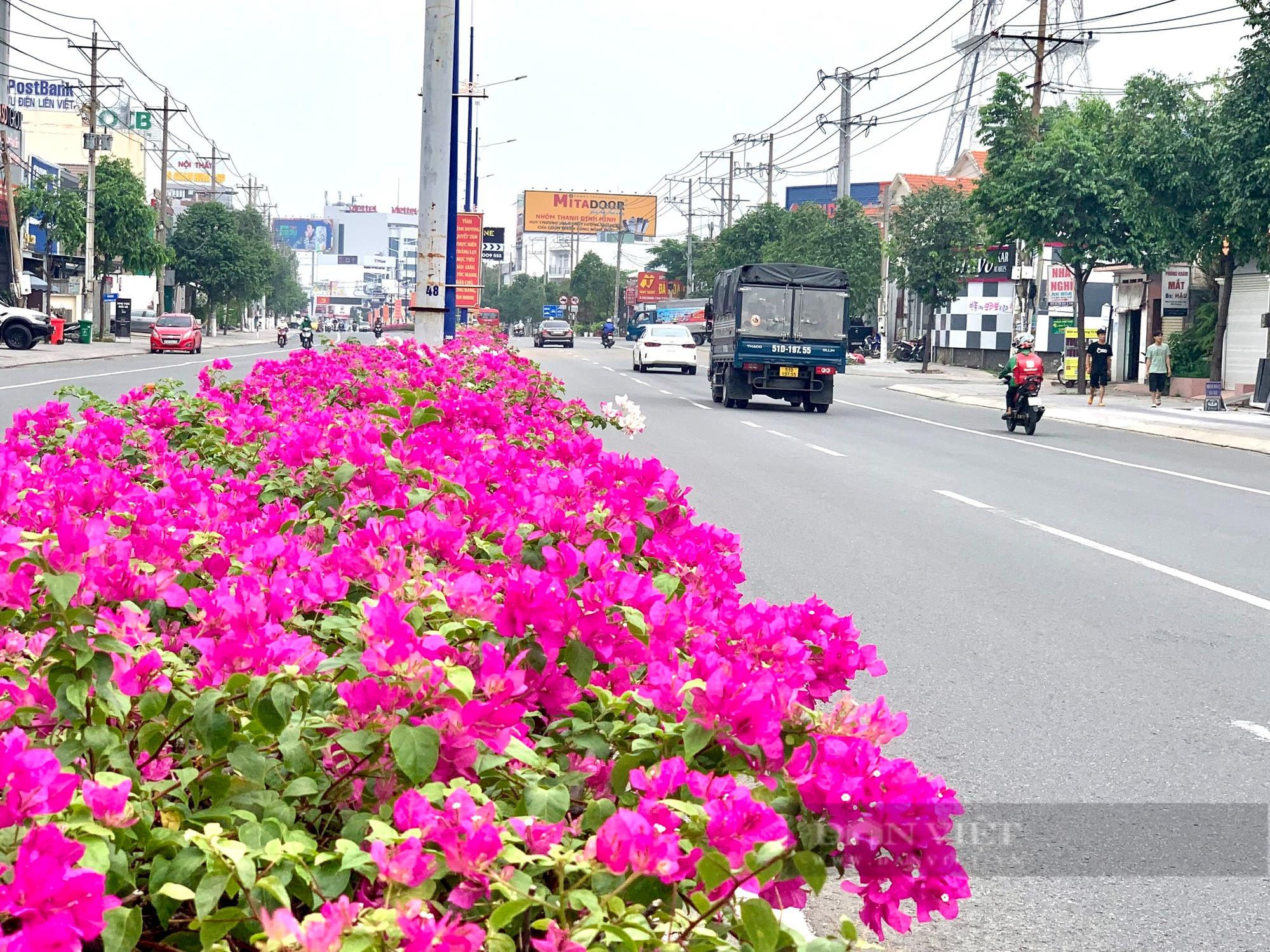 Ngắm tuyến đường hoa nở rộ, khoe sắc tại Bình Dương - Ảnh 1.