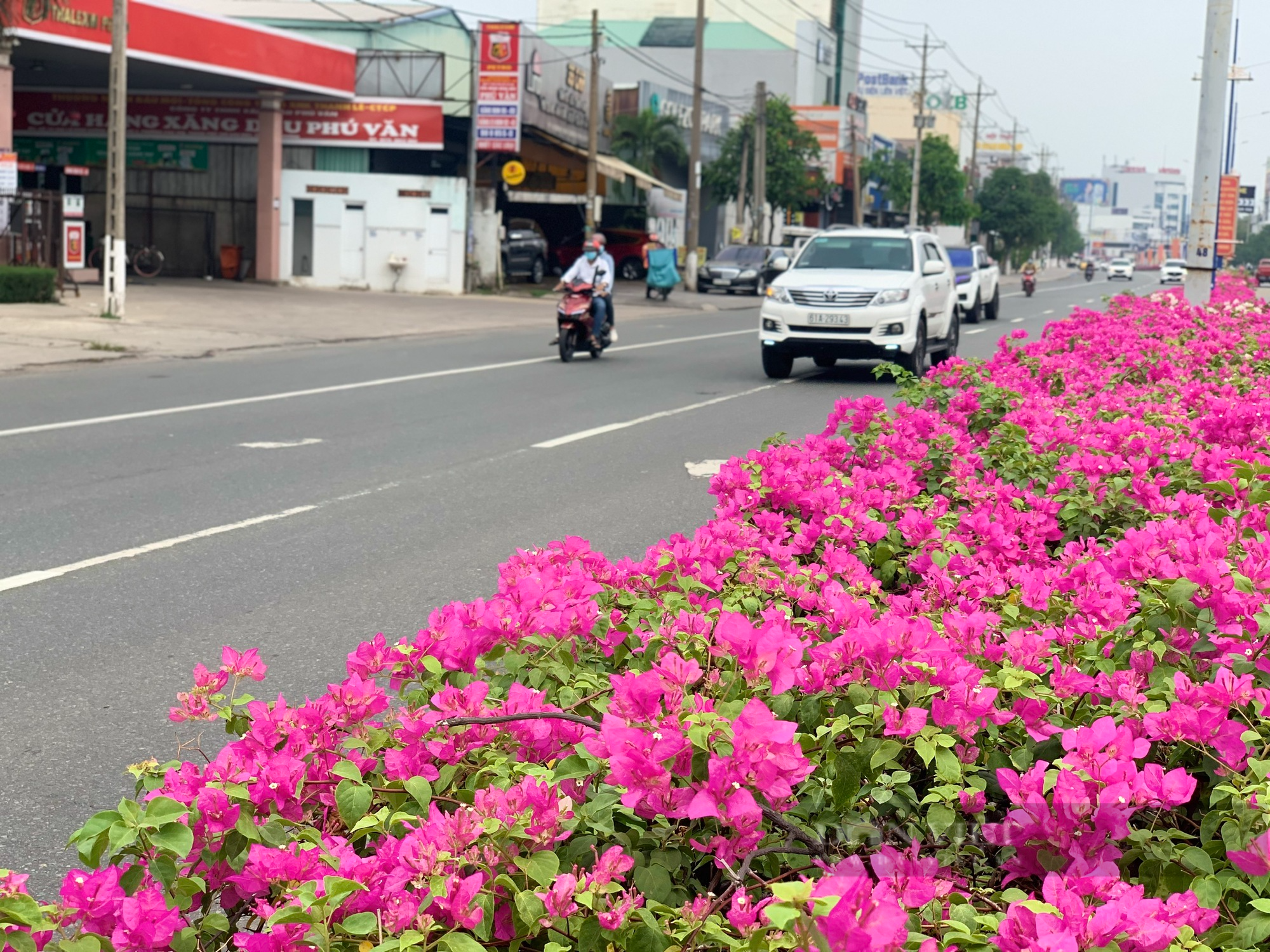 Ngắm tuyến đường hoa nở rộ, khoe sắc tại Bình Dương - Ảnh 2.