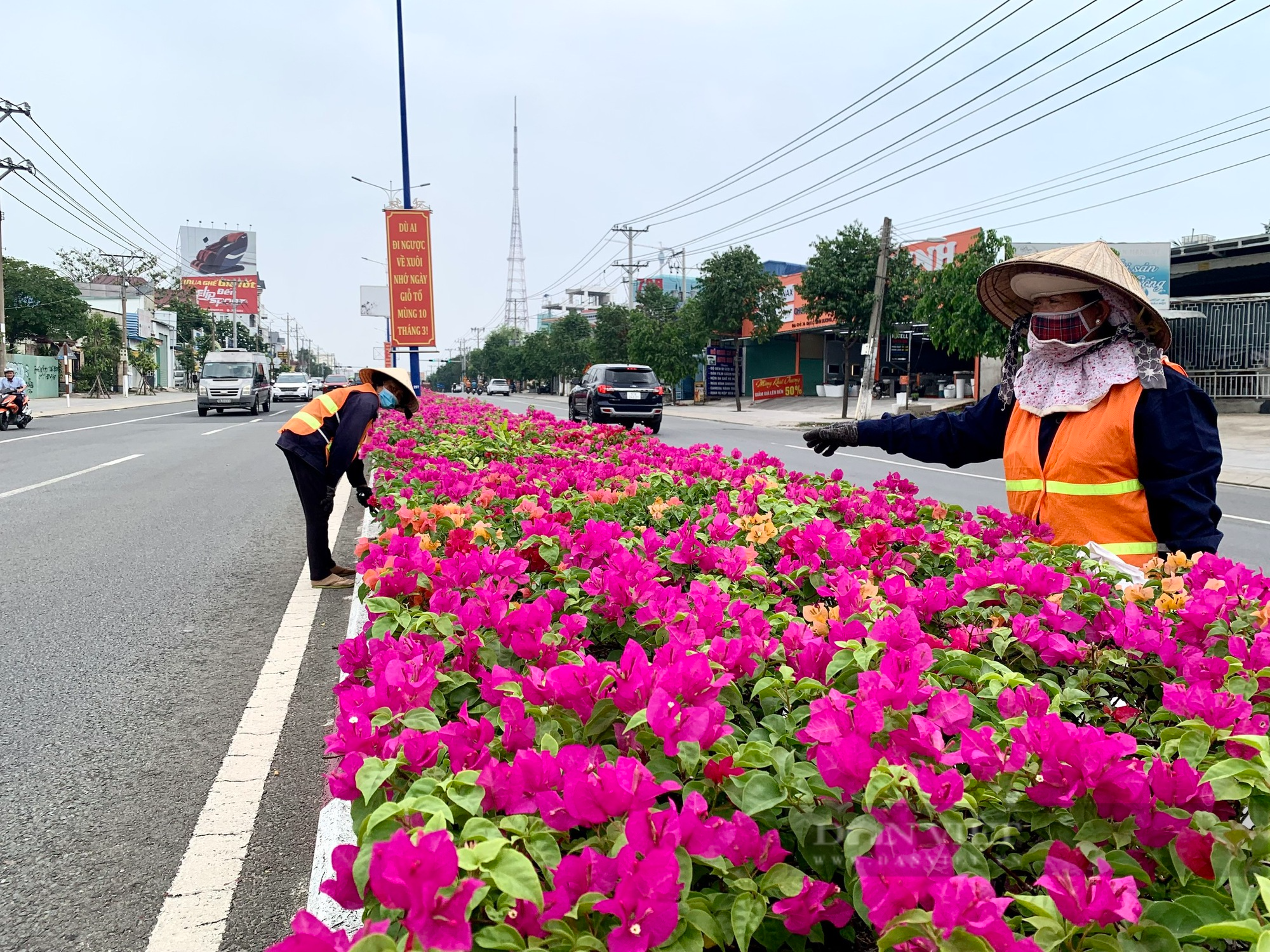 Ngắm tuyến đường hoa nở rộ, khoe sắc tại Bình Dương - Ảnh 6.