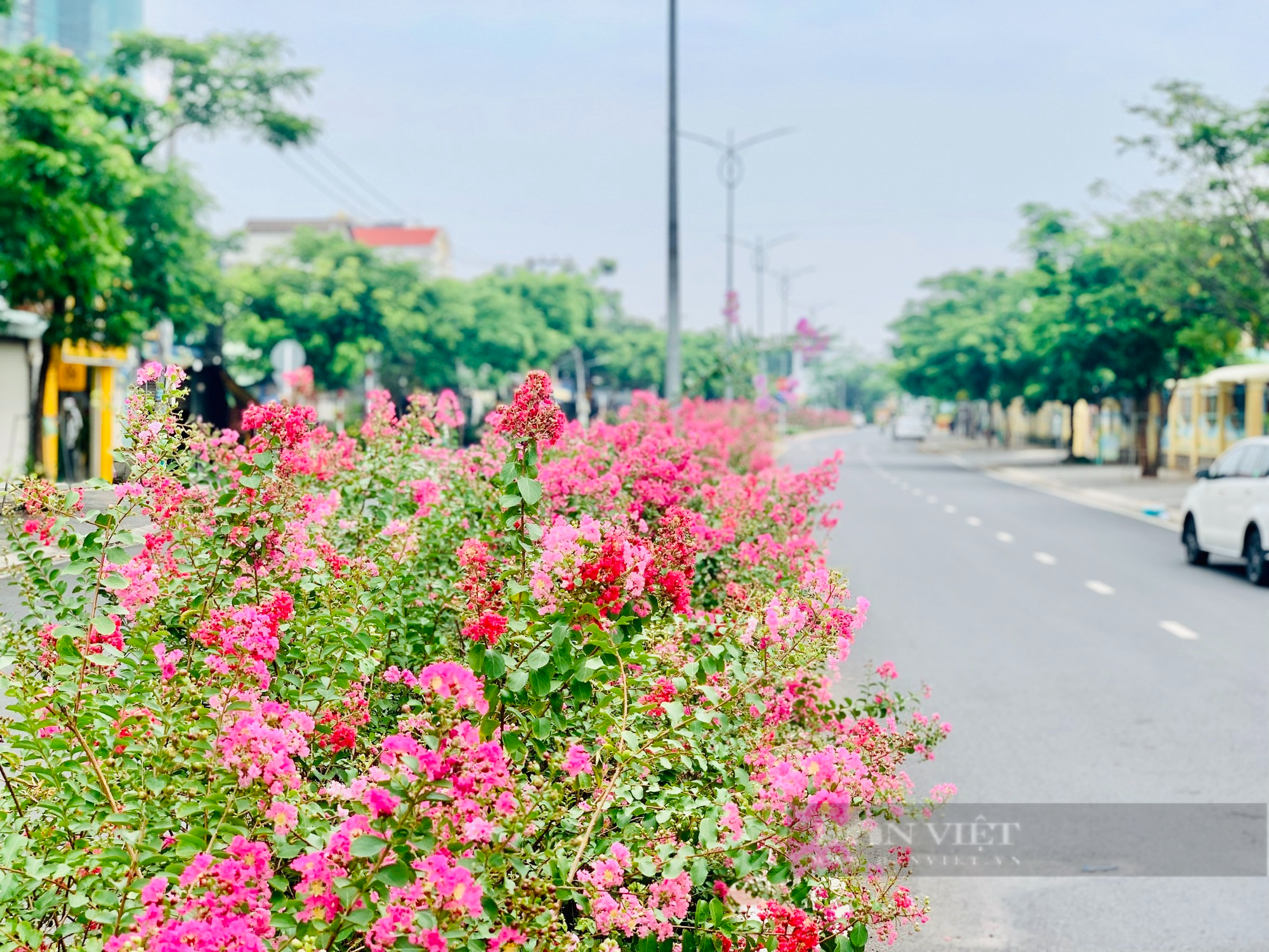 Ngắm tuyến đường hoa nở rộ, khoe sắc tại Bình Dương - Ảnh 8.