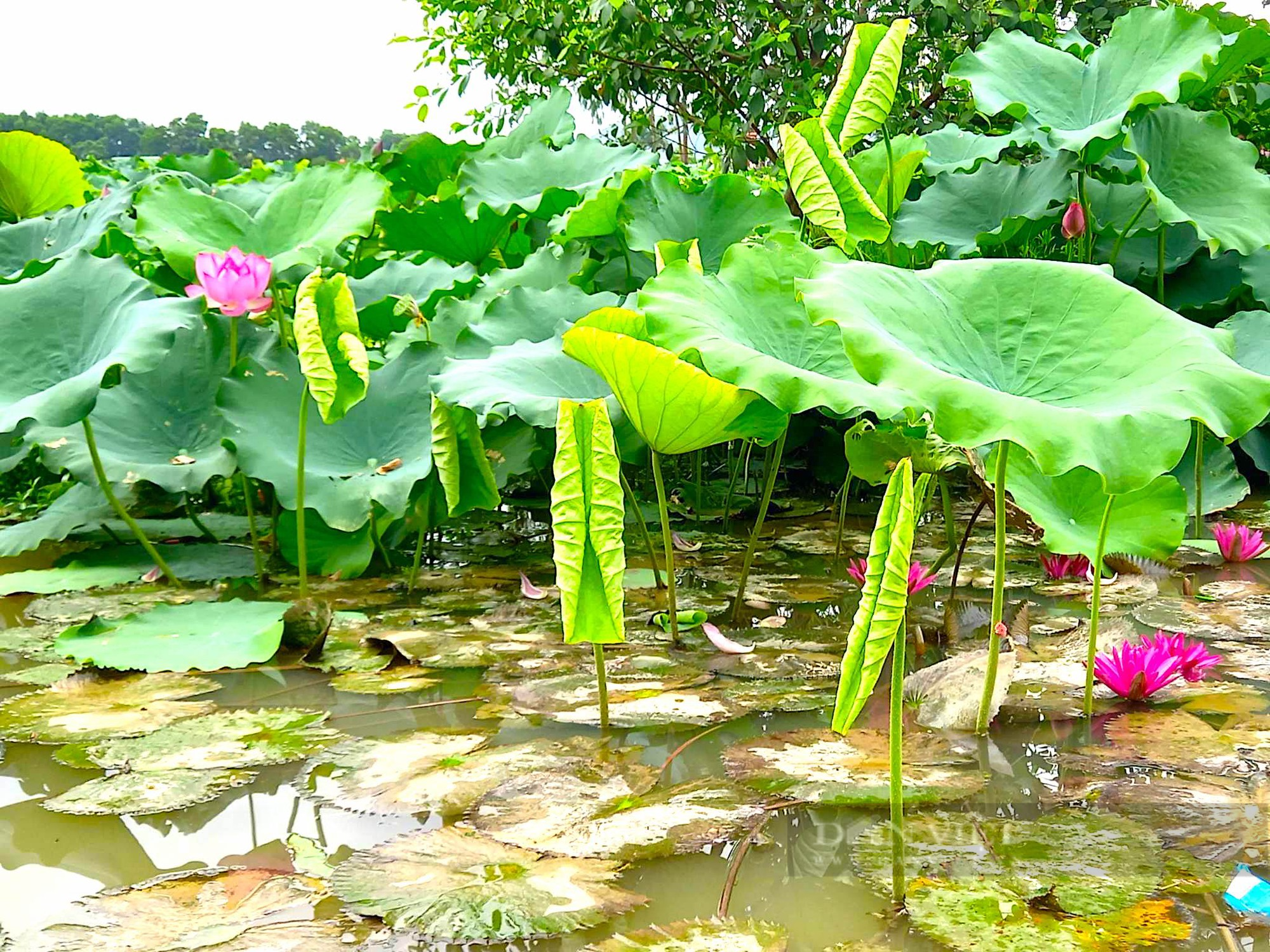 Tháng 5 về, bàu Chèn (Liên Thành, Yên Thành), dịu ngọt mùa sen nở - Ảnh 3.