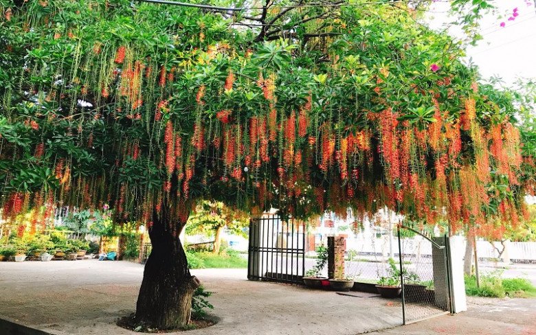 Trước cổng có 5 loại hoa này vừa đẹp vừa gọi lộc, nhà nào trồng không giàu sang cũng hạnh phúc viên mãn - Ảnh 1.