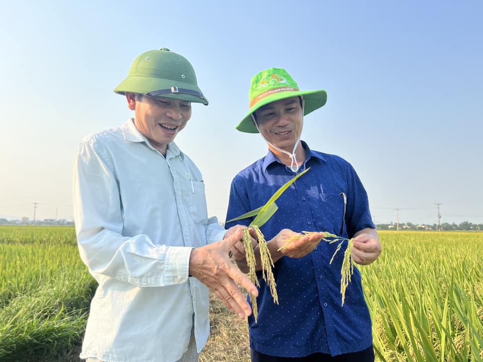 Nghệ An: Giống lúa lai Phúc Thái 168 của ThaiBinh Seed cho năng suất lên đến 80tạ/ha. - Ảnh 1.