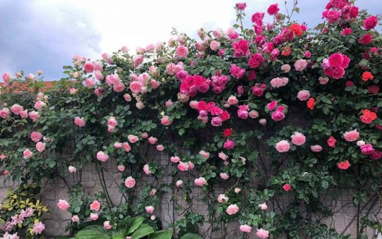 Trước cổng có 5 loại hoa này vừa đẹp vừa gọi lộc, nhà nào trồng không giàu sang cũng hạnh phúc viên mãn - Ảnh 5.