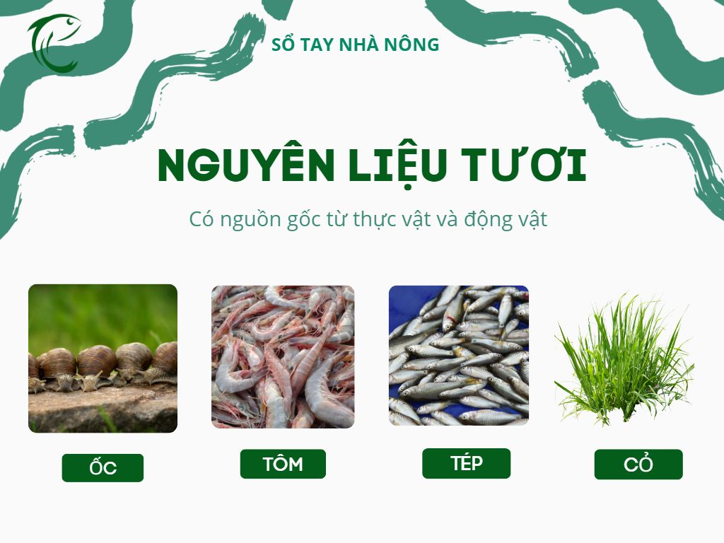 SỔ TAY NHÀ NÔNG: Thức ăn cho cá nuôi bằng công nghệ “Sông trong ao” - Ảnh 2.