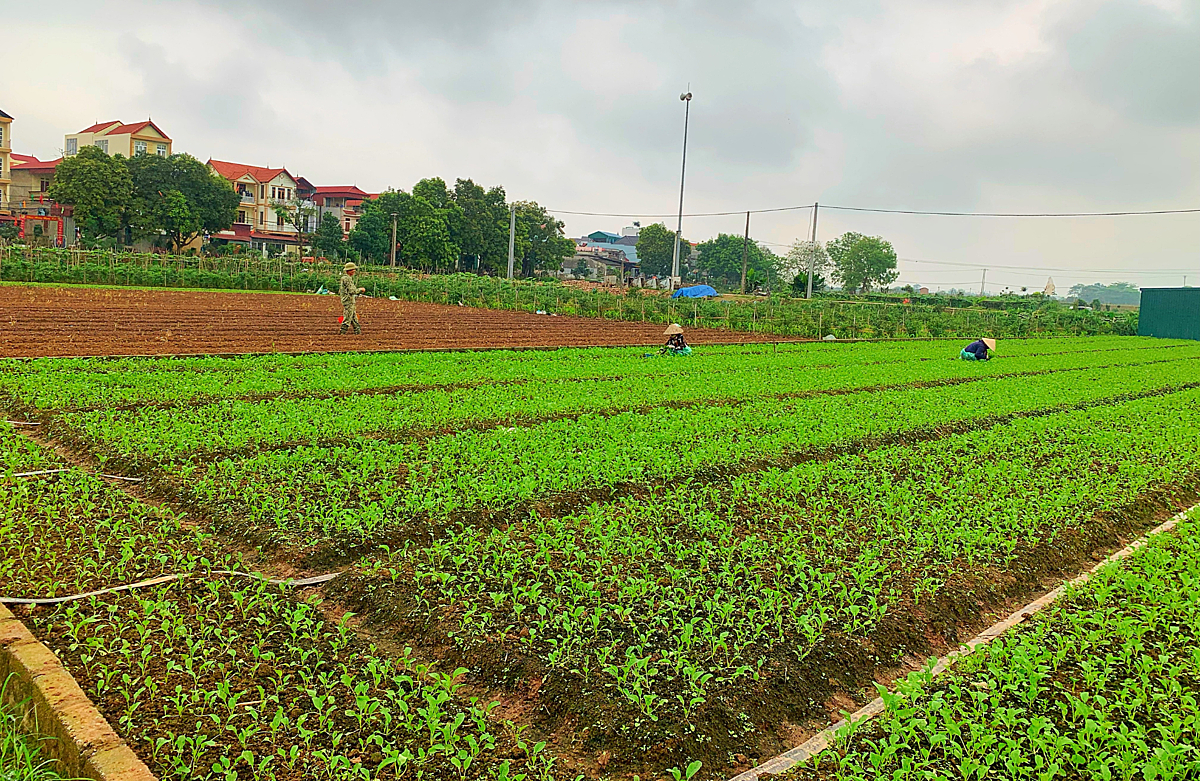 Một HTX ở Hà Nội trồng rau sạch doanh thu gần 4 tỷ/năm - Ảnh 1.