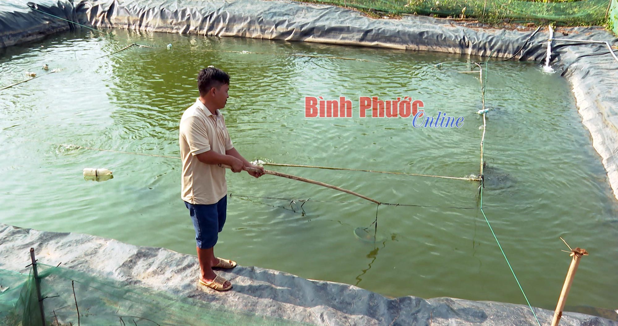 Đem loài cá đẹp như cá kiểng từ miền Tây lên Bình Phước nuôi trong ao, nhiều người kéo tới xem - Ảnh 1.