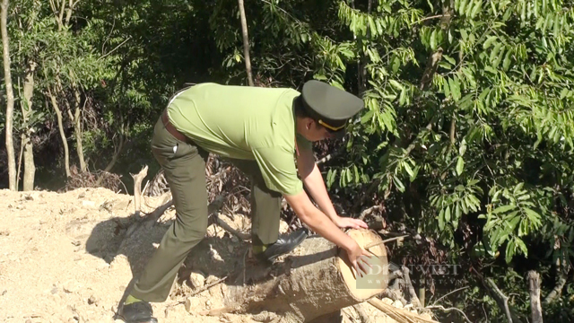Giao công an điều tra vụ chặt phá rừng Kfw6 trái phép để Tập đoàn Đèo Cả mở đường   - Ảnh 4.