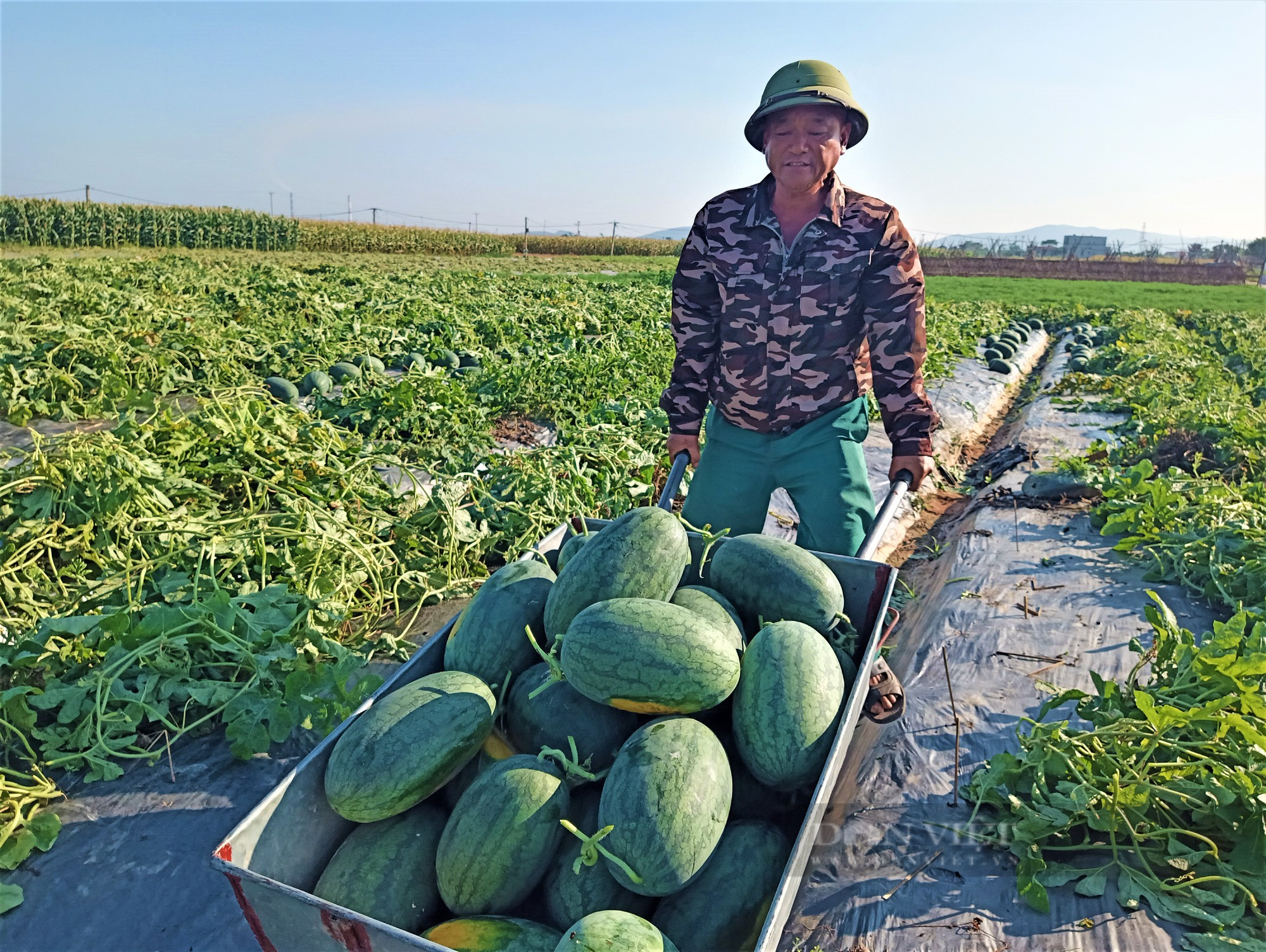 Đổ xô ra đồng thu hoạch dưa hấu, nông dân nơi này ở Hải Dương, ai cũng tươi roi rói vì bán được giá hời - Ảnh 8.