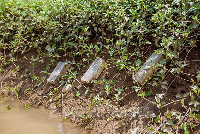 Giống cua nhưng không phải là cua, nông dân Hải Dương ra đồng săn con đặc sản này về bán &quot;đắt như tôm tươi&quot; - Ảnh 4.