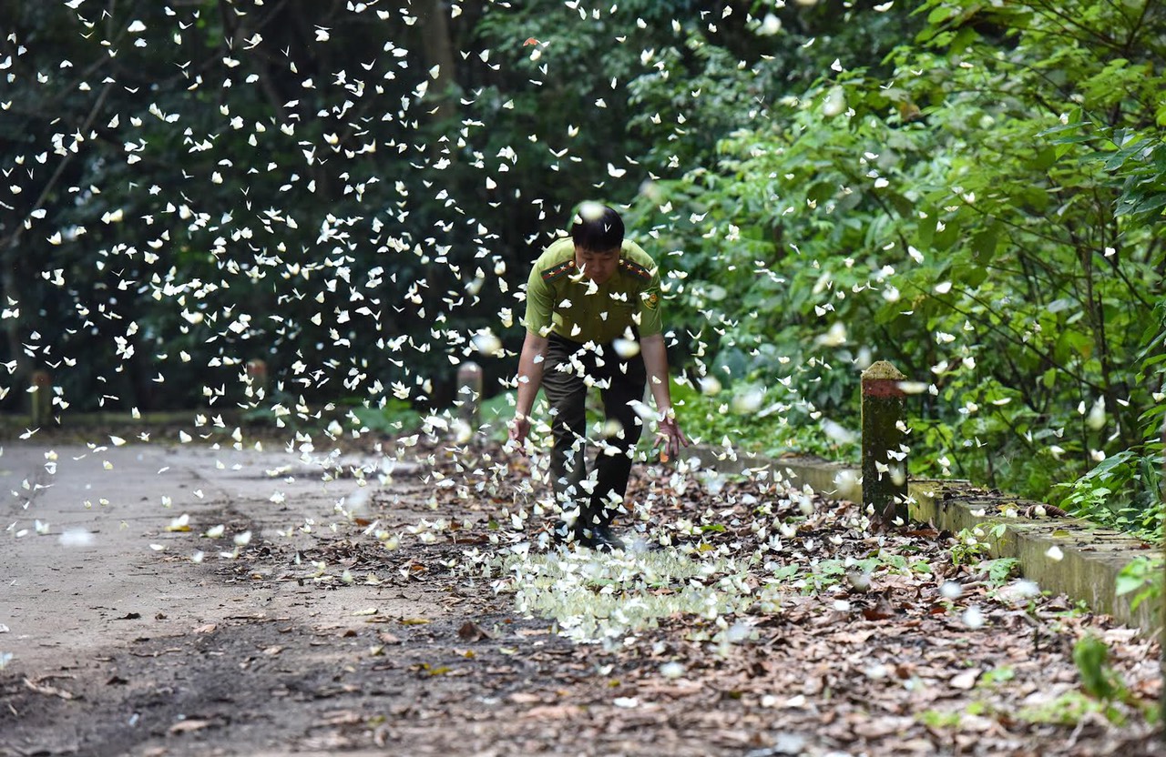 Trong một khu rừng thuộc 3 tỉnh Ninh Bình, Thanh Hóa, Hòa Bình, cứ mưa xuống nắng lên là bướm trắng xuất hiện - Ảnh 1.