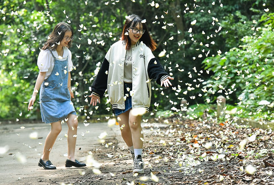Trong một khu rừng thuộc 3 tỉnh Ninh Bình, Thanh Hóa, Hòa Bình, cứ mưa xuống nắng lên là bướm trắng xuất hiện - Ảnh 2.