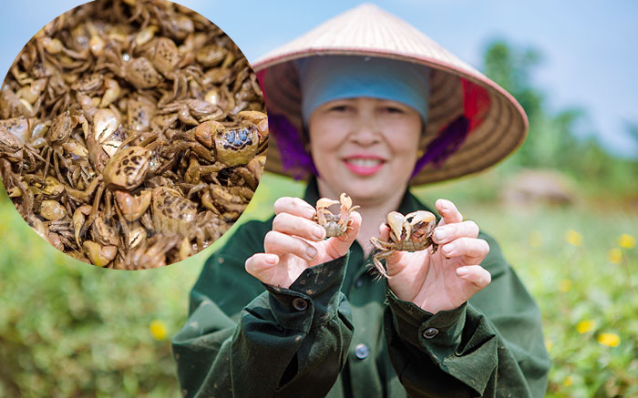 Giống cua nhưng không phải là cua, nông dân Hải Dương ra đồng săn con đặc sản này về bán &quot;đắt như tôm tươi&quot;