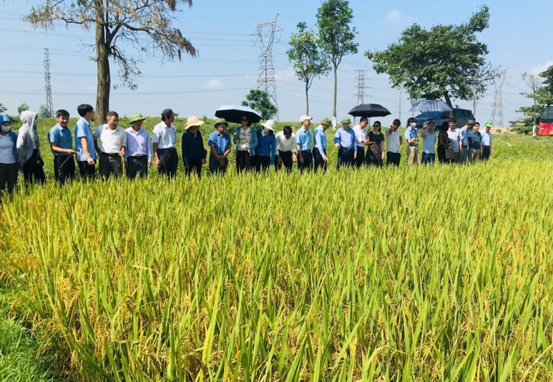 Hội Nông dân Hưng Yên, Bắc Ninh trao đổi kinh nghiệm vận động nông dân áp dụng canh tác lúa thân thiện môi trường - Ảnh 5.