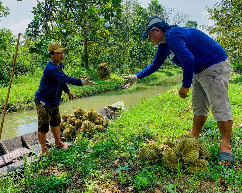 Nghề độc, lạ ở Sóc Trăng: Cầm dao đi “gõ” sầu riêng, kiếm tiền triệu mỗi ngày - Ảnh 1.