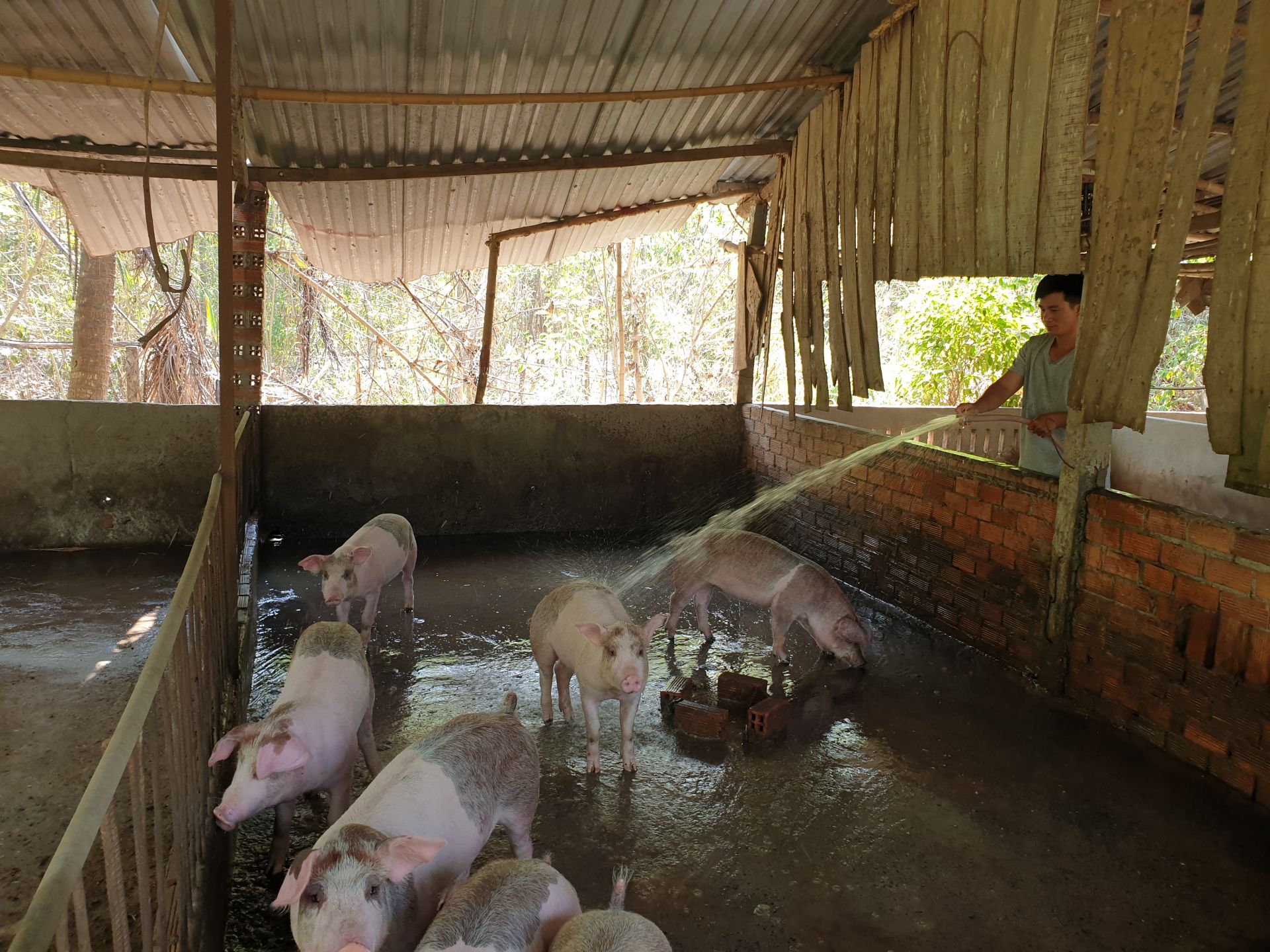 Giá heo hơi tăng, có lãi rồi sao người chăn nuôi ở Tây Ninh vẫn sợ tái đàn? - Ảnh 2.