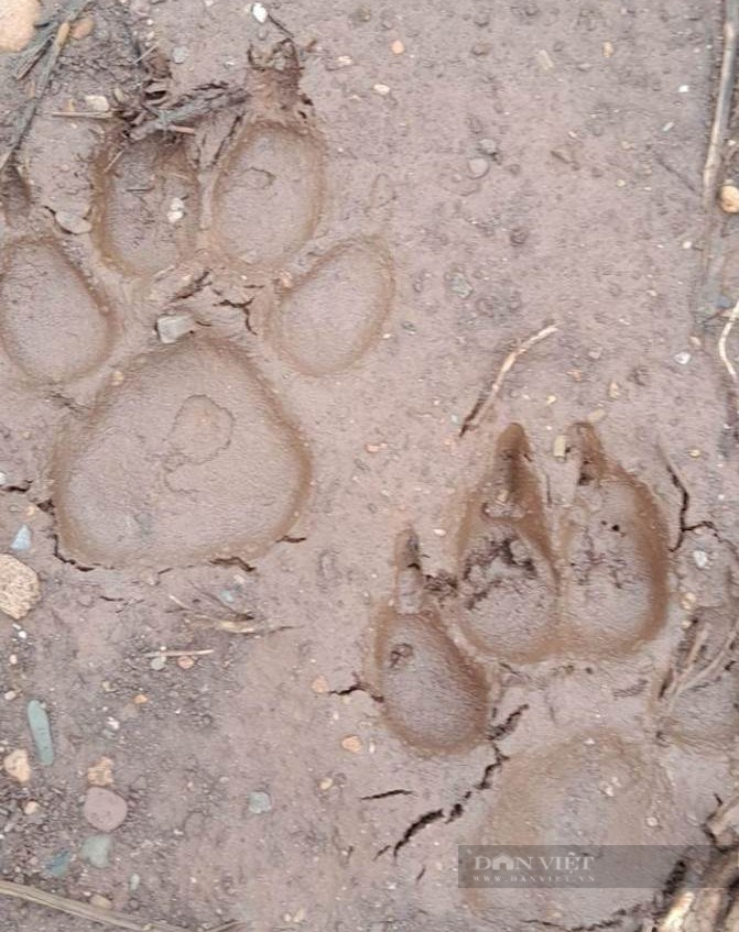 Thông tin mới về 2 cá thể hổ được phát hiện tại Sơn La - Ảnh 1.