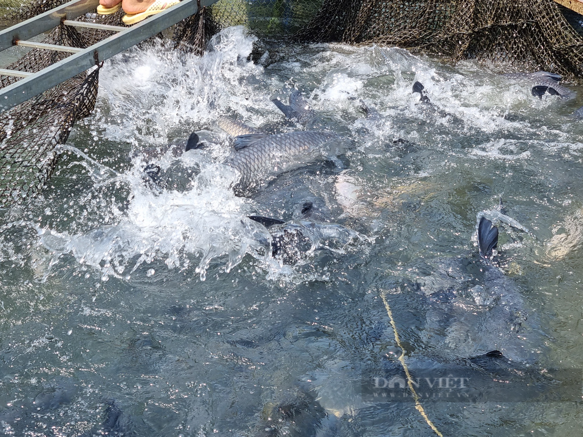 Mực nước hồ Thủy điện Hòa Bình không ảnh hưởng đến người nuôi cá lồng  - Ảnh 6.