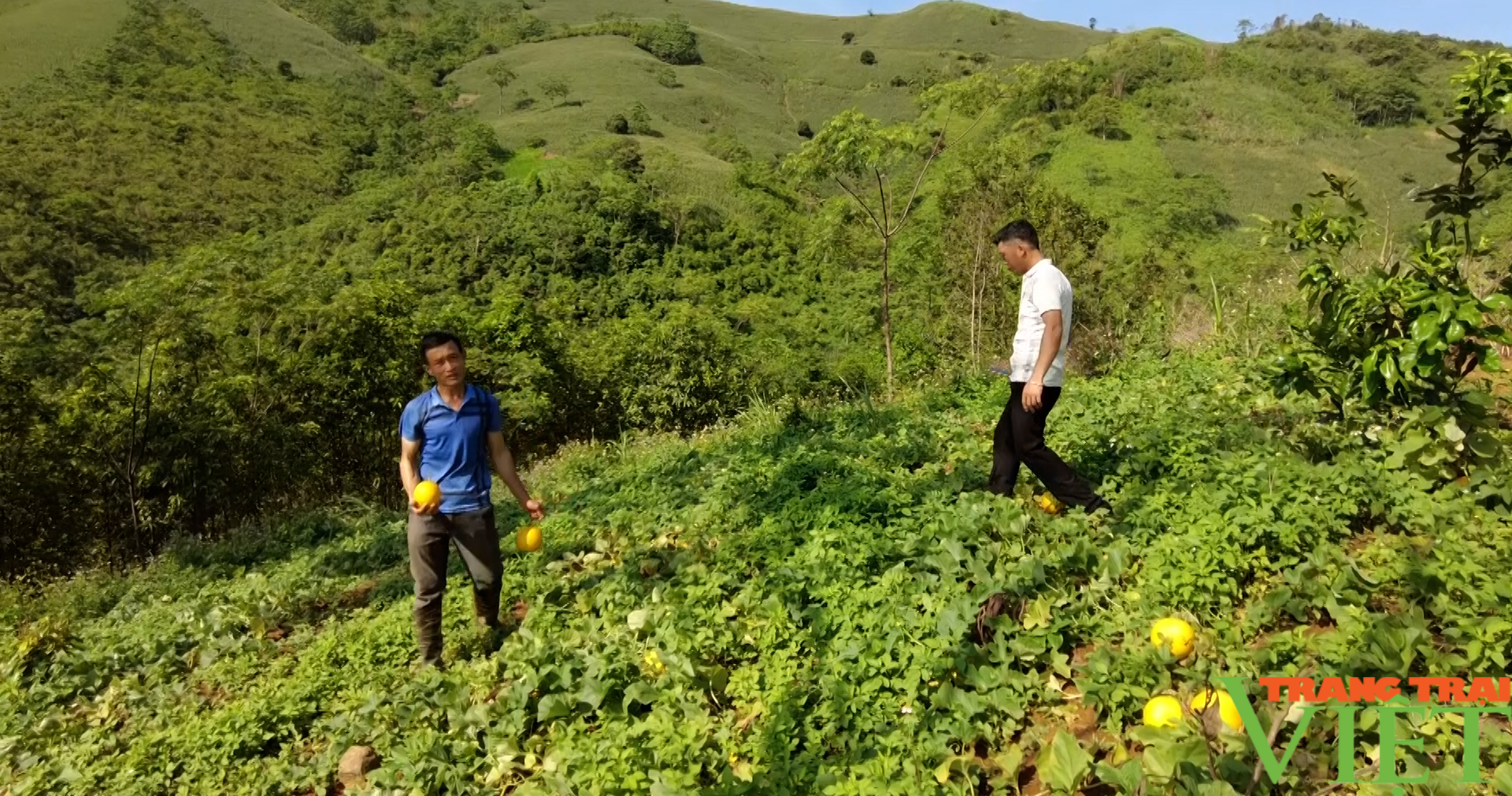 “Nông dân thi đua sản xuất, kinh doanh giỏi” huyện vùng cao Sơn La - Ảnh 5.