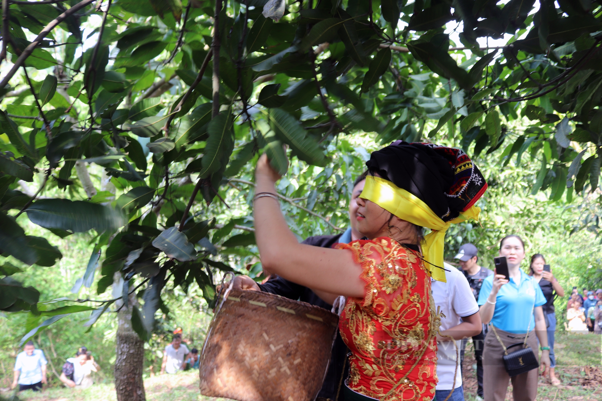 Ngày hội xoài Yên Châu: Đã mắt với phần thi bịt mắt hái xoài - Ảnh 6.