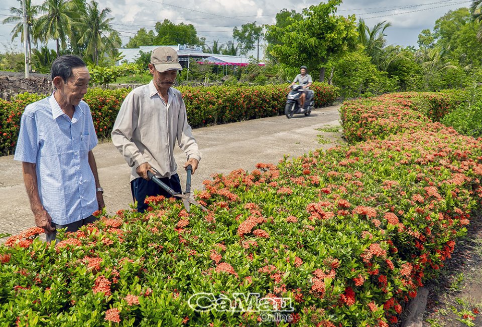 Con kênh Nước Phèn ở Cà Mau dân từng chật vật, ngờ đâu nay sung túc, đường hoa bông trang đẹp như mơ - Ảnh 2.