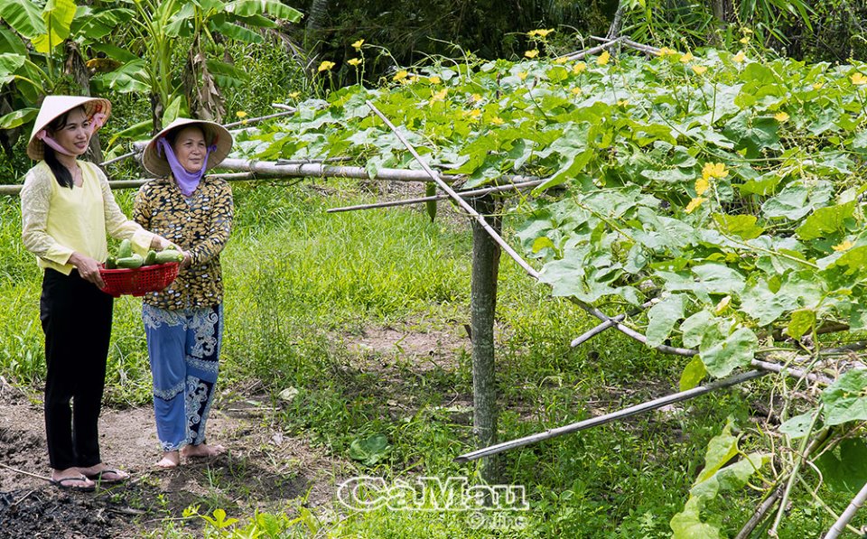 Con kênh Nước Phèn ở Cà Mau dân từng chật vật, ngờ đâu nay sung túc, đường hoa bông trang đẹp như mơ - Ảnh 3.